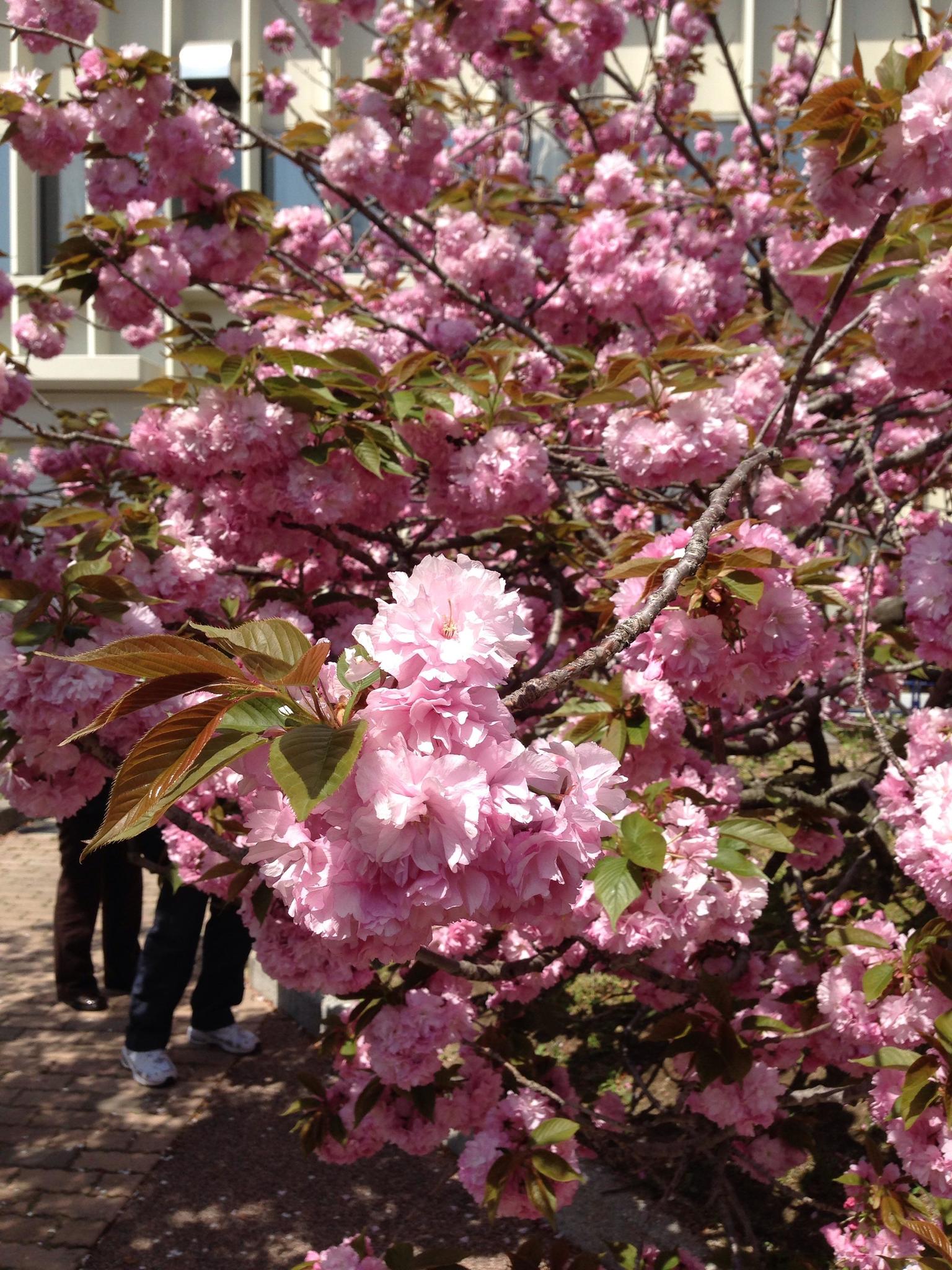 お花見弁当とミニチュアフードワークショップとサクラの撮影会 開催 のほほんうさぎの週末しあわせごはん 広島県広島市佐伯区 の21年4月レッスン情報 料理教室検索サイト クスパ
